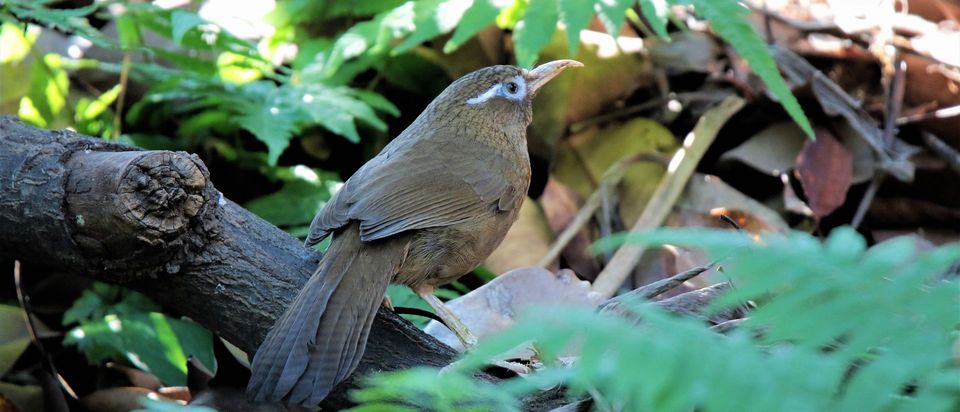 Chinese Hwamei in Haleakalā National Park