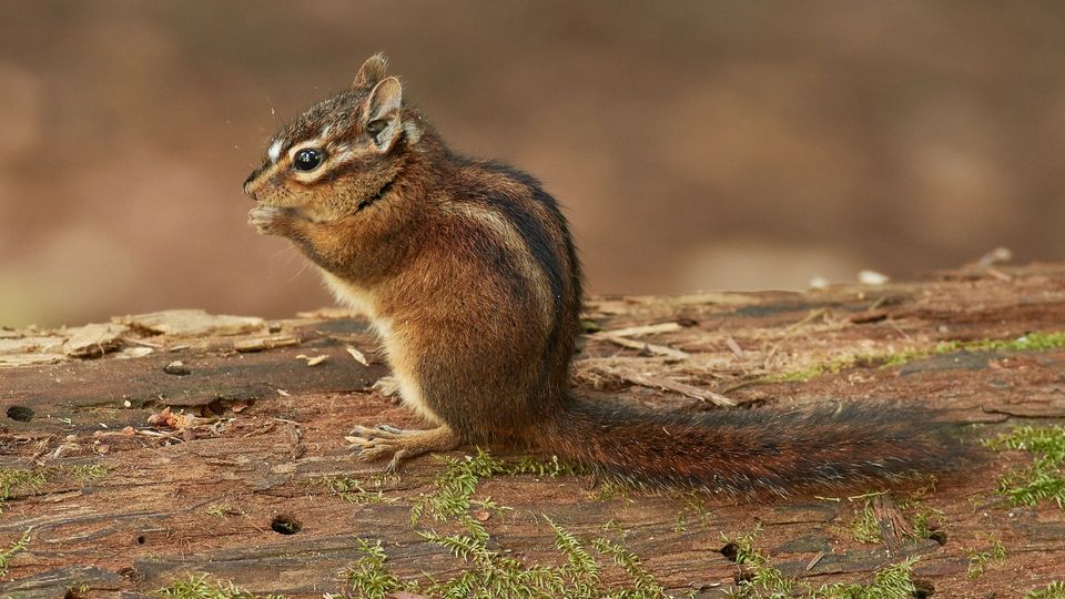 Chipmunk wildlife guide for Icefields Parkway (Highway 93)