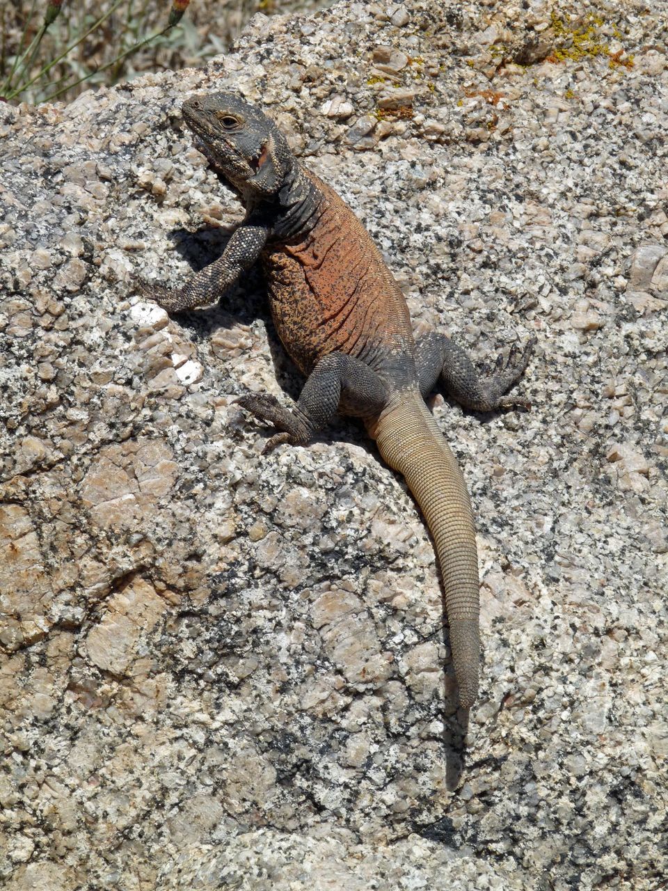 Chuckwalla in Joshua Tree National Park