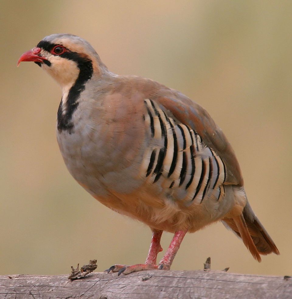 Chukar wildlife guide for Haleakalā National Park
