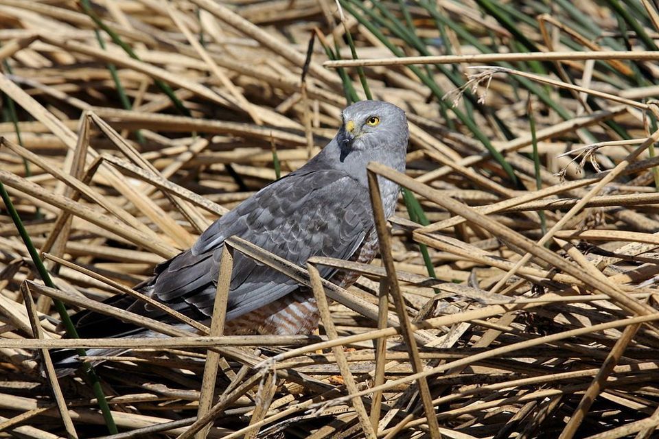 Cinereous Harrier in Torres del Paine National Park