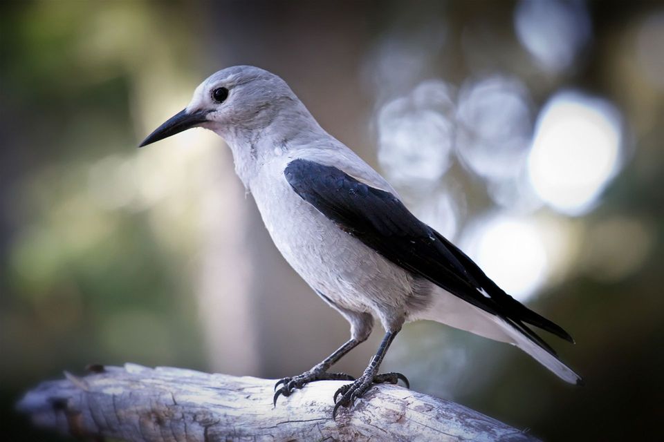 Clark's Nutcracker in Sequoia National Park