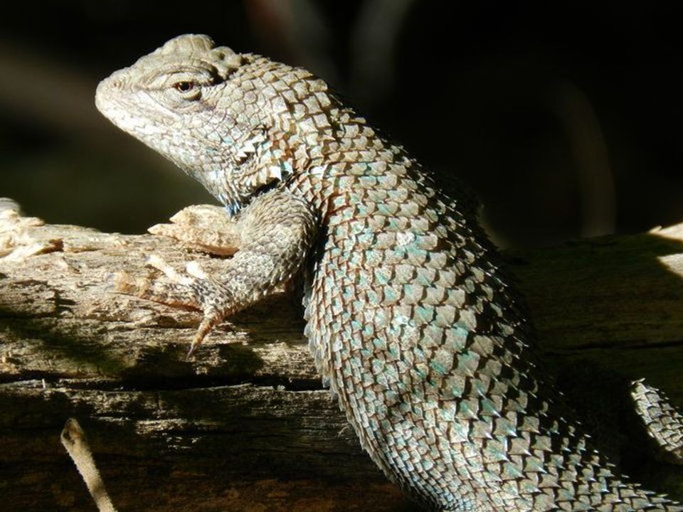 Clark's Spiny Lizard in Red Rock State Park