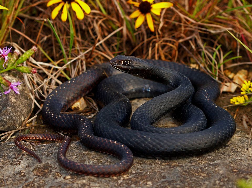 Coachwhip in Joshua Tree National Park