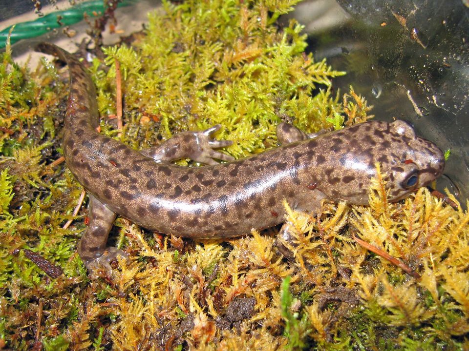Coastal Giant Salamander in Redwood National Park