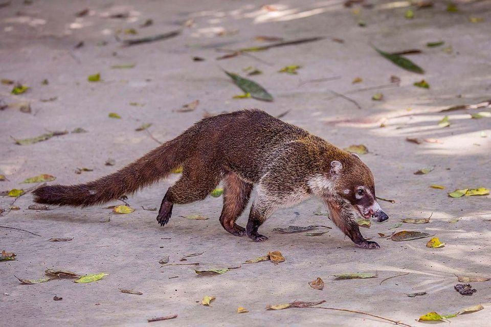 Coati in Manuel Antonio National Park