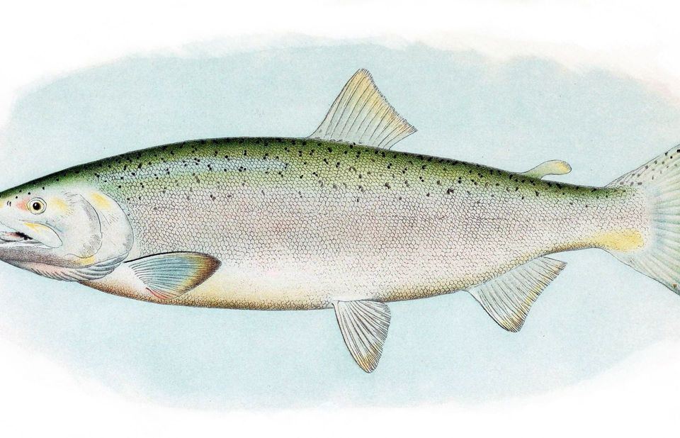 Coho Salmon