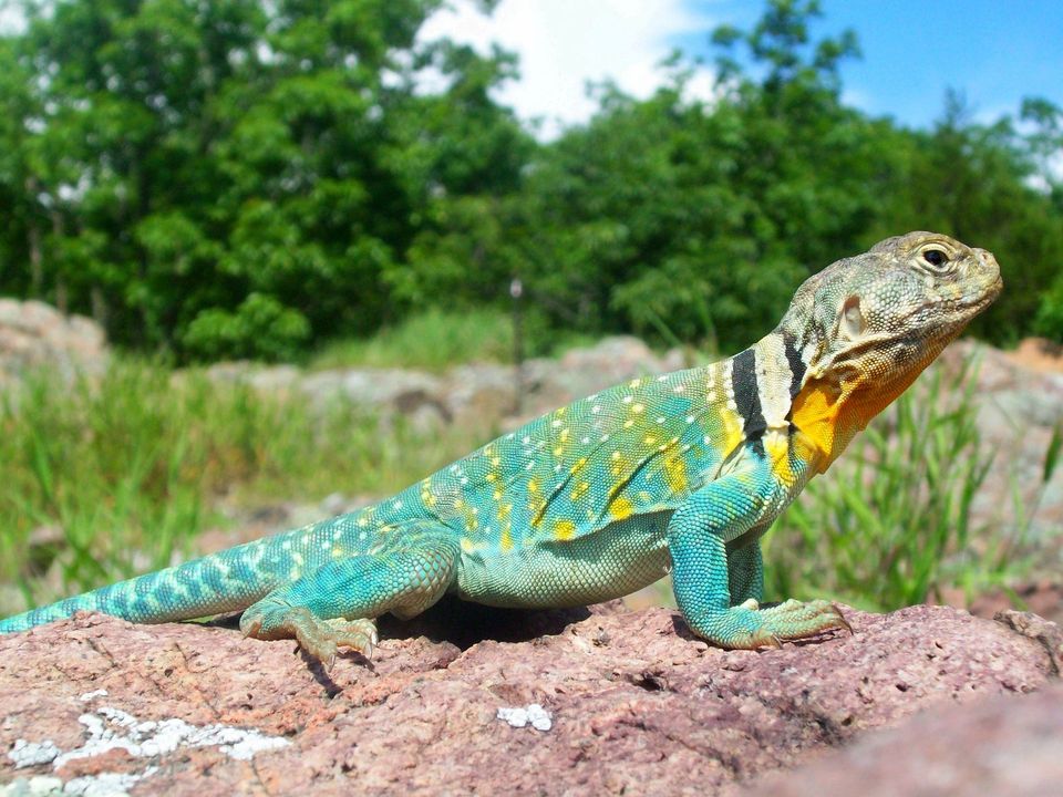 Collared Lizard wildlife guide for Big Bend National Park