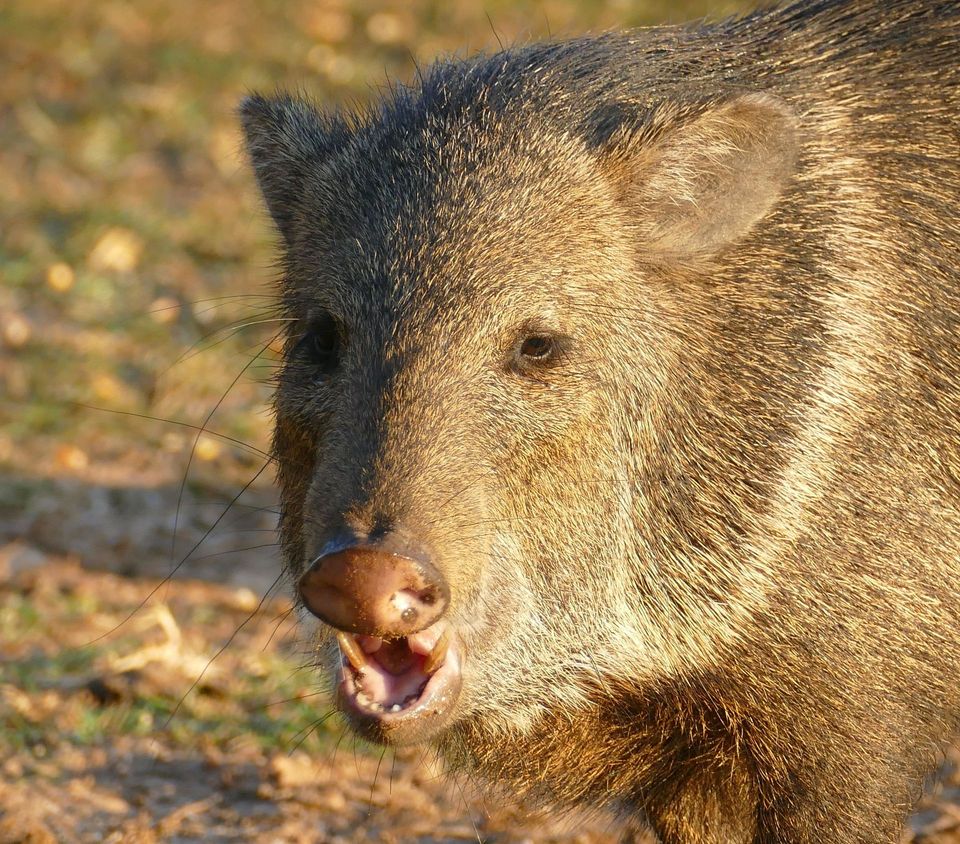 Collared Peccary in Guadalupe Mountains National Park