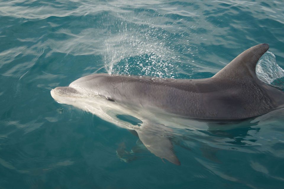 Common Bottlenose Dolphin wildlife guide for Everglades National Park