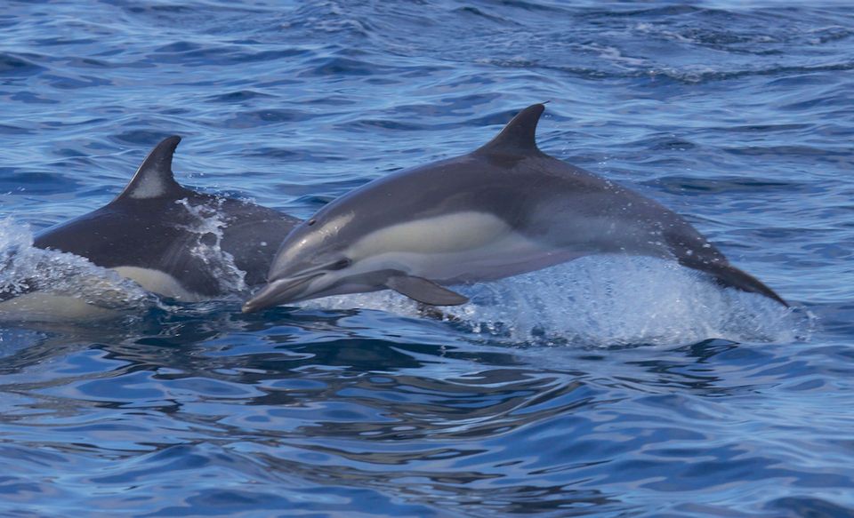 Common Dolphin in Channel Islands National Park