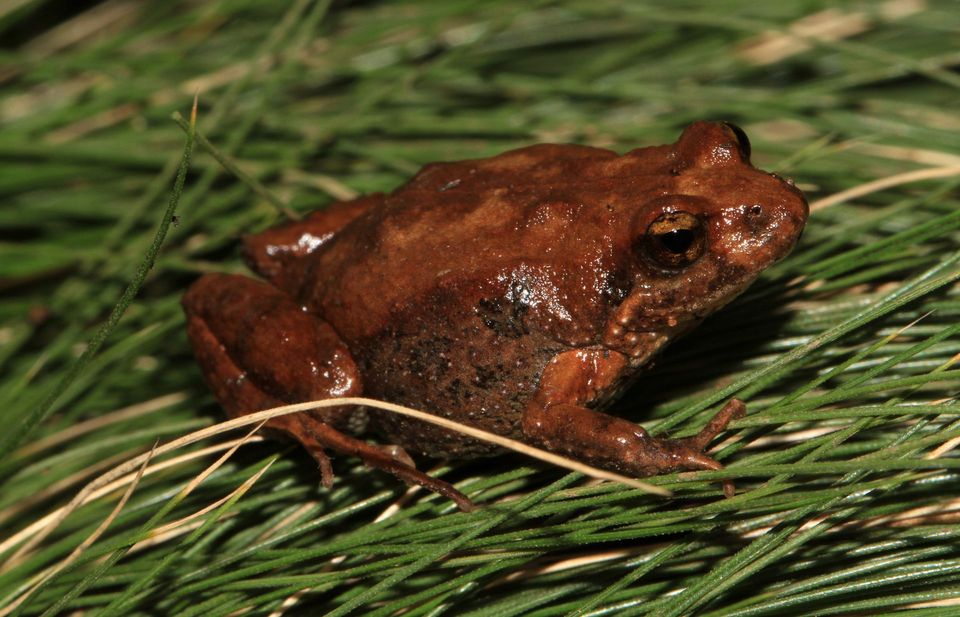 Common Eastern Froglet wildlife guide for Royal National Park