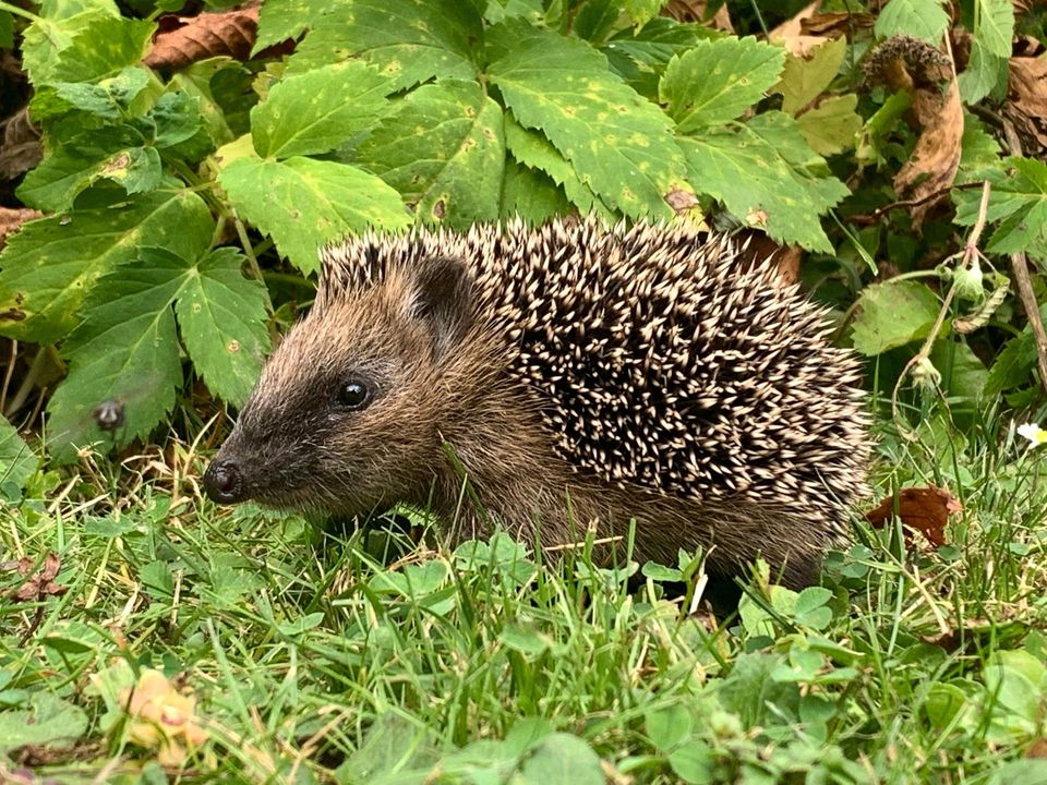 Common Hedgehog