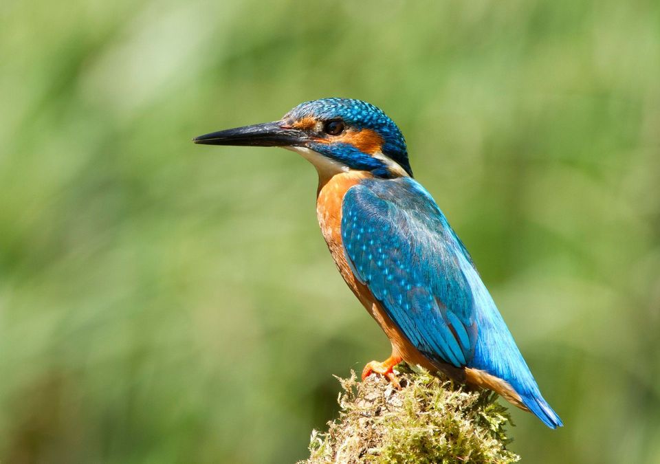 Common Kingfisher