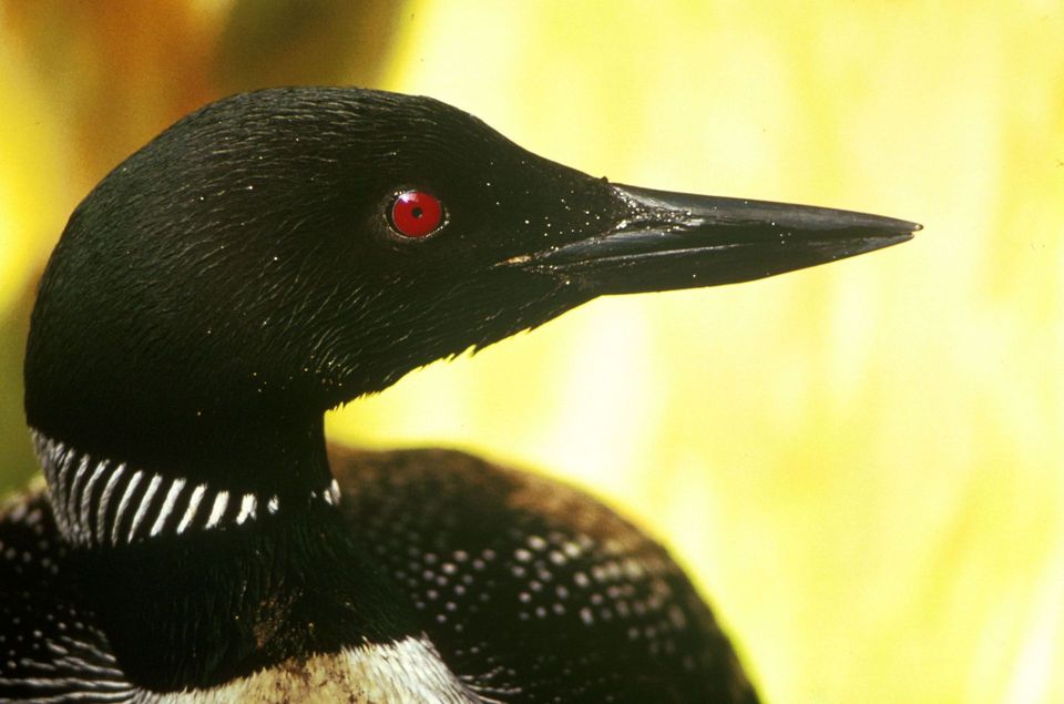 Common Loon wildlife guide for Denali National Park