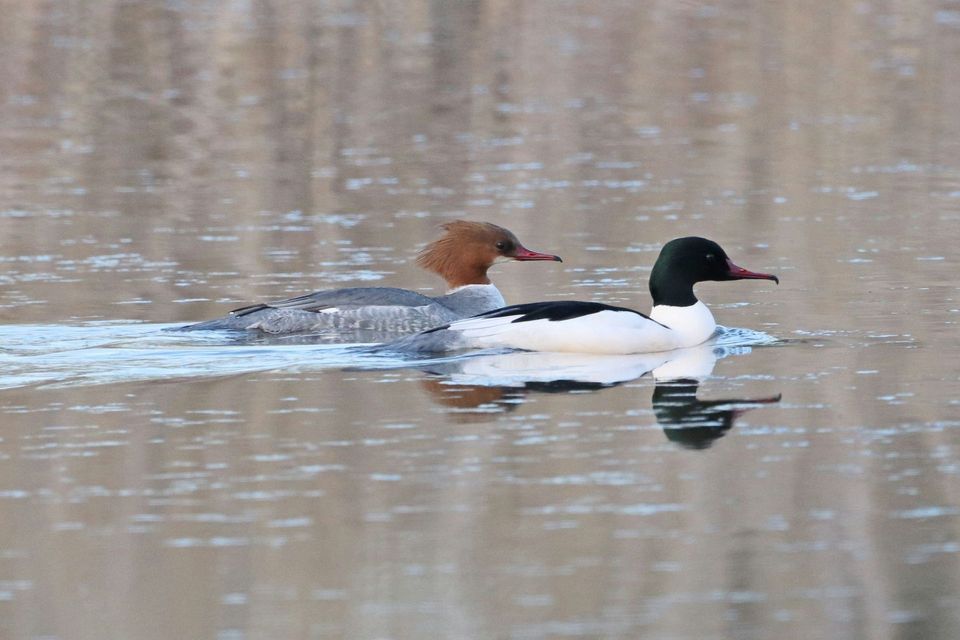 Common Merganser in Lake Clark National Park