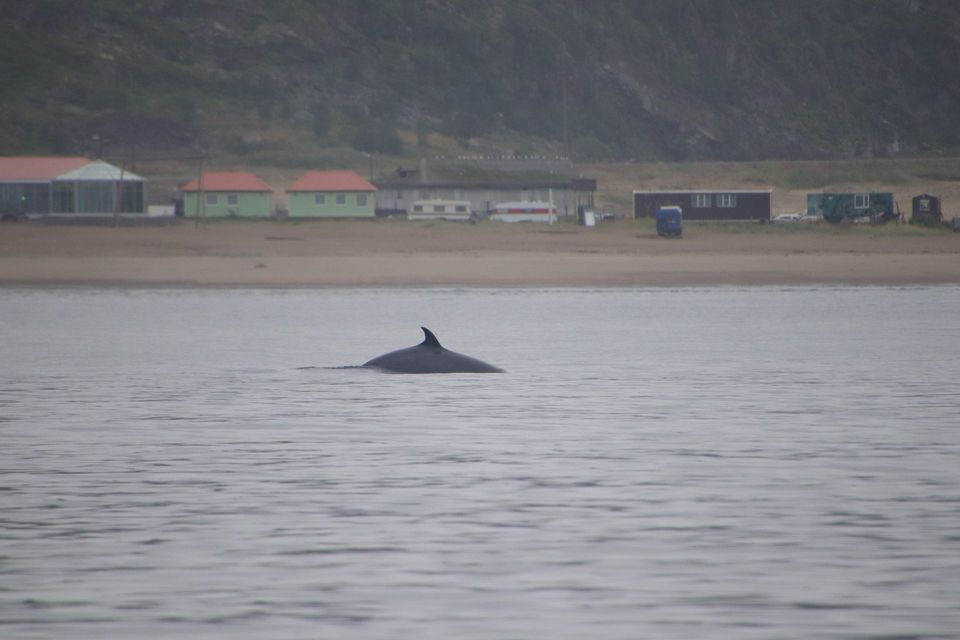 Common Minke Whale wildlife guide for Channel Islands National Park