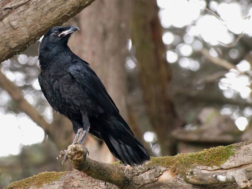 Common Raven in Crater Lake National Park