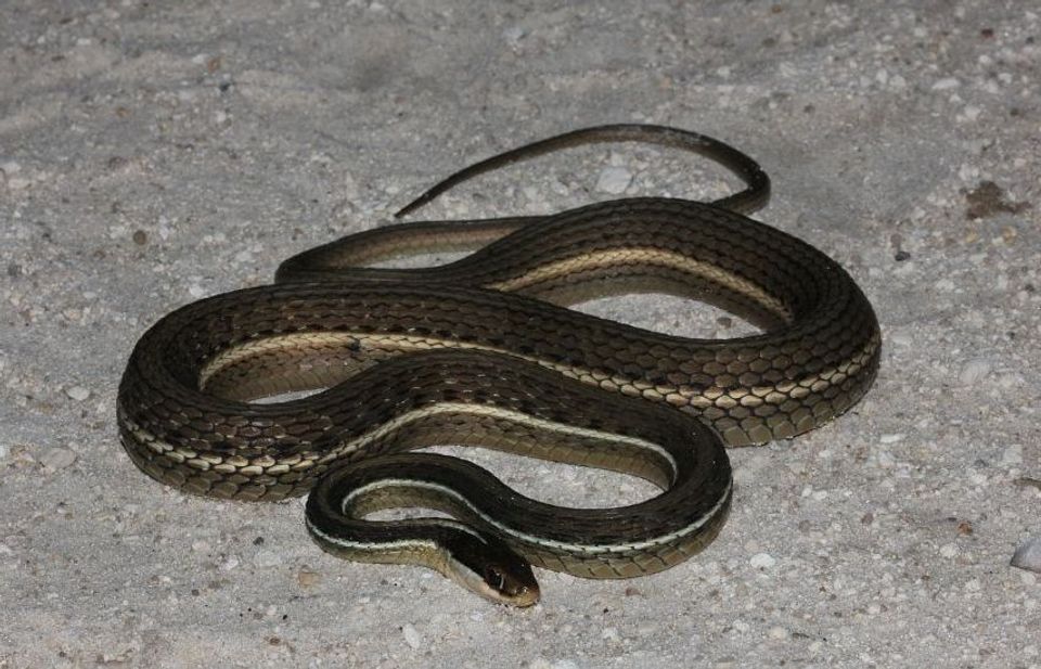 Common Ribbon Snake
