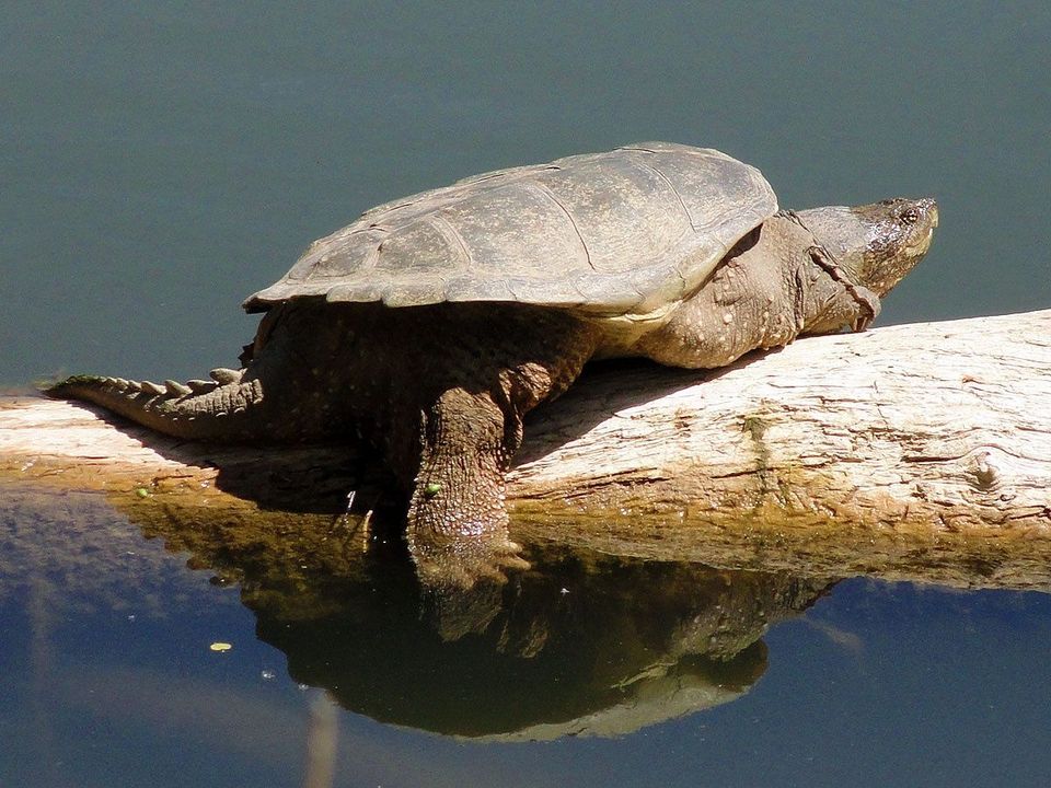 Common Snapping Turtle