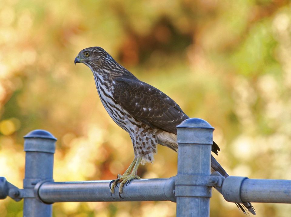 Cooper's Hawk wildlife guide for Carlsbad Caverns National Park