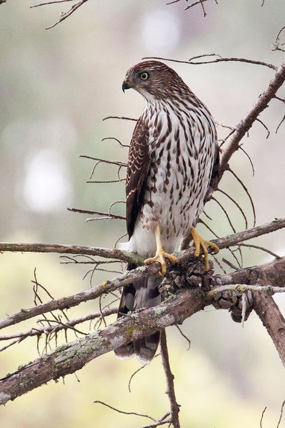 Cooper's Hawk wildlife guide for Death Valley National Park