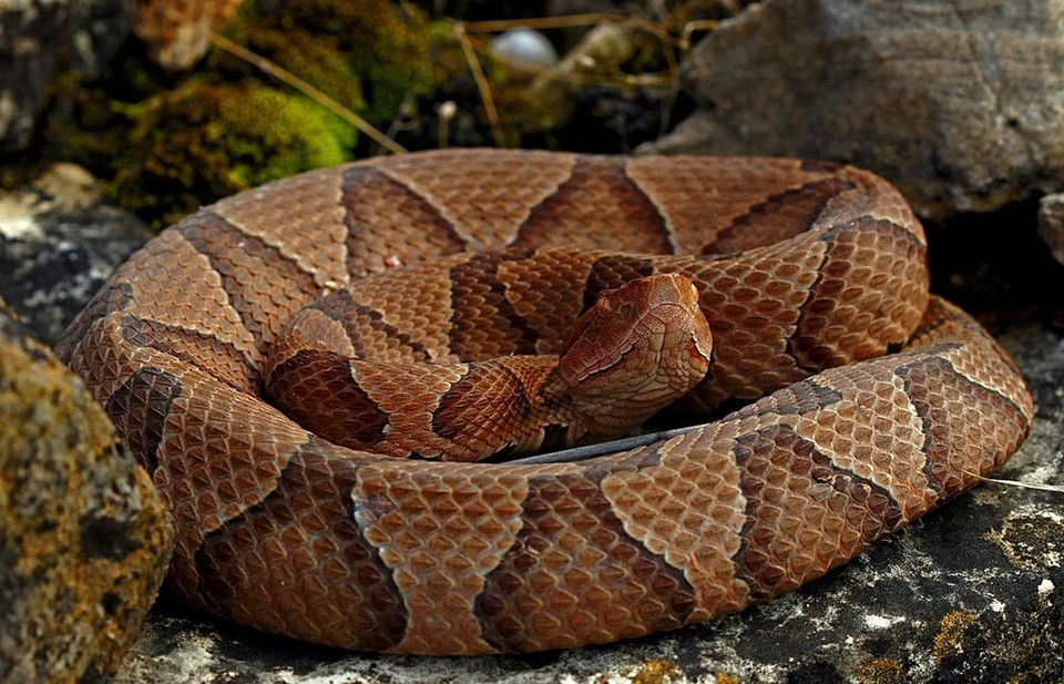Copperhead in Blue Ridge Parkway