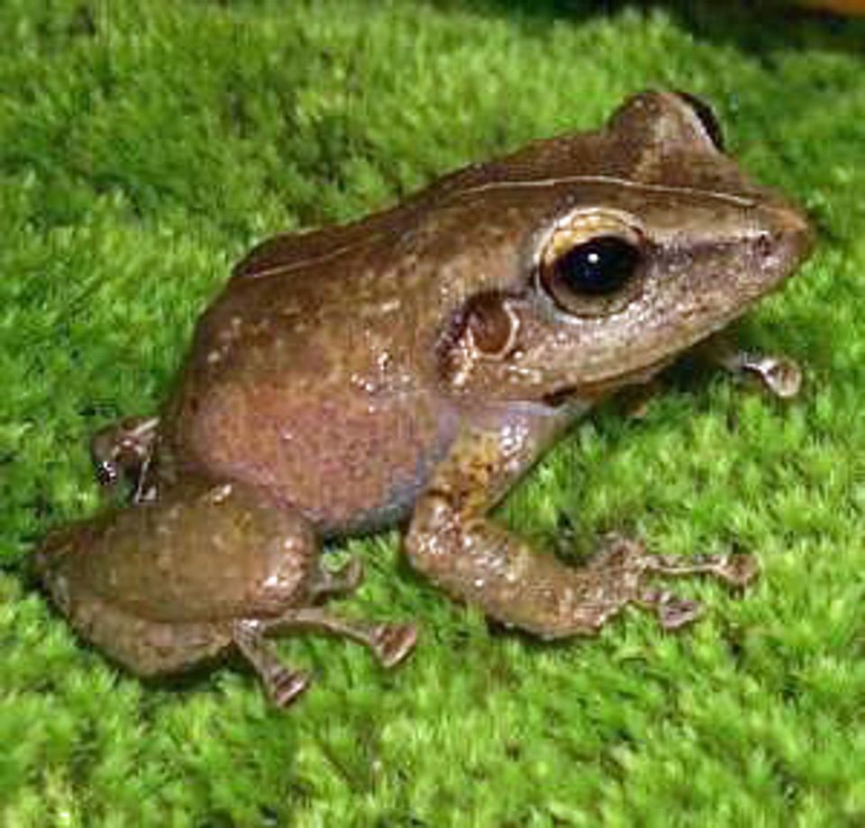 Coqui Frog in Red Road (Kapoho–Kalapana Road), Hawaii