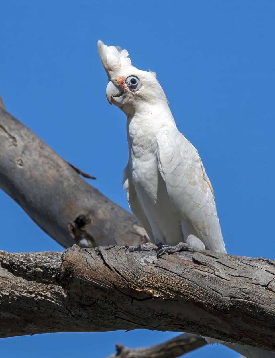 Corella wildlife guide for Great Ocean Road