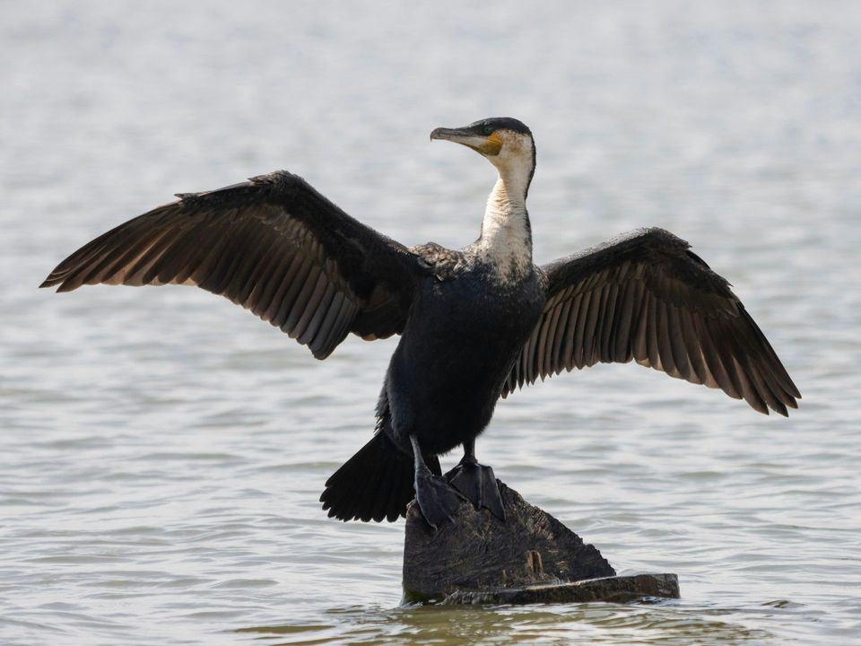 Cormorant in Killarney National Park