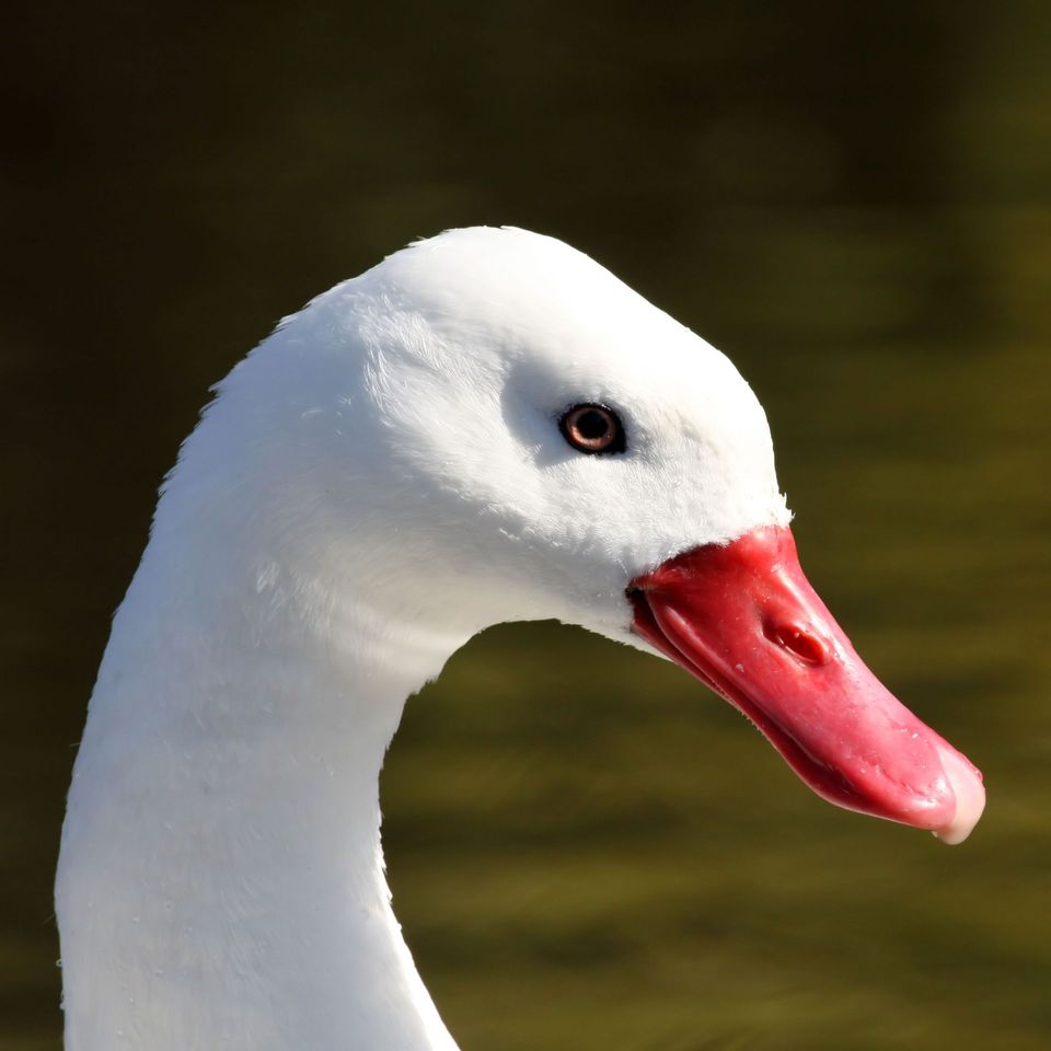 Coscoroba Swan wildlife guide for Torres del Paine National Park