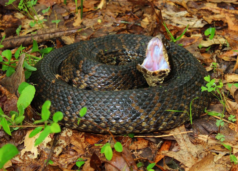 Cottonmouth in Congaree National Park
