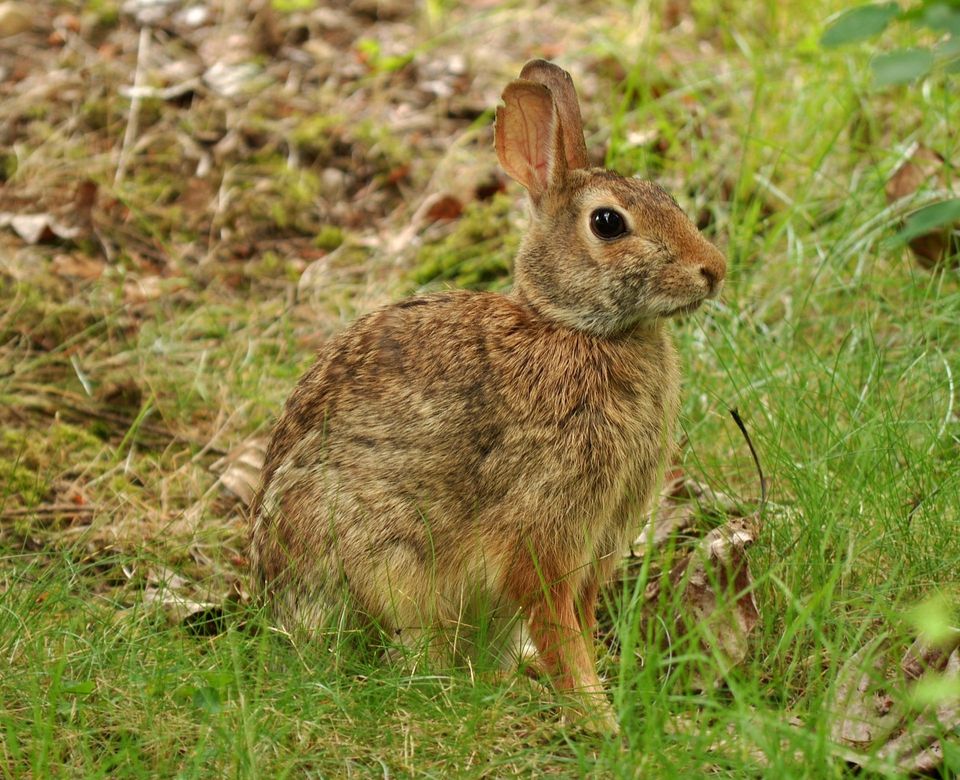Cottontail in Gateway Arch National Park