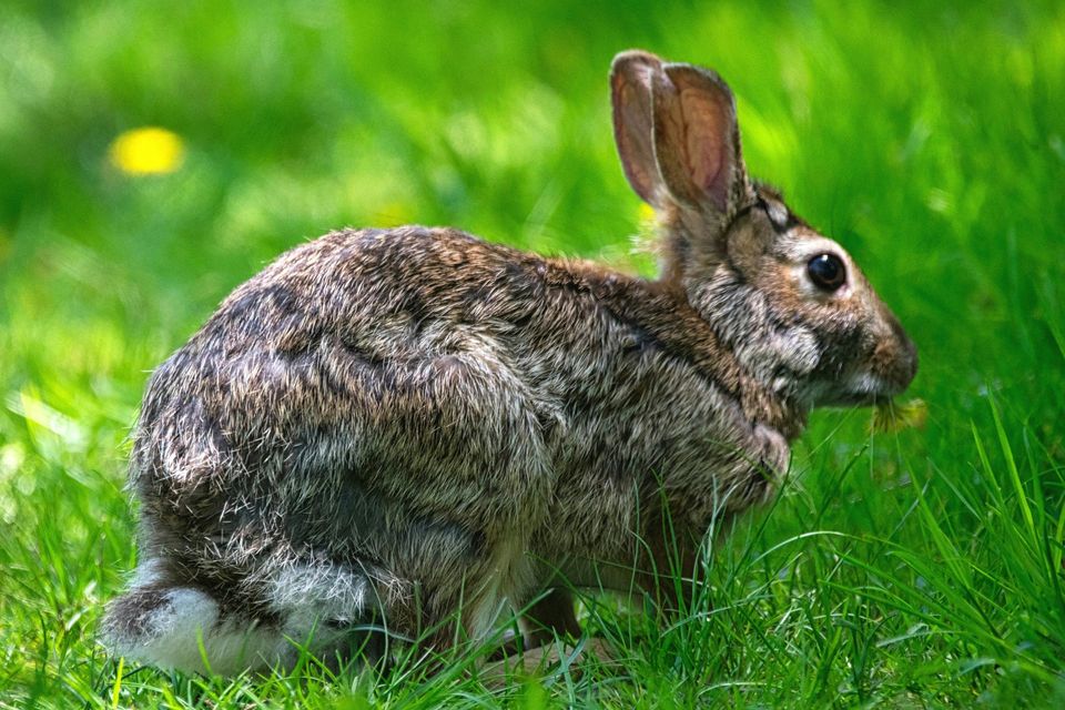 Cottontail Rabbit in Capitol Reef National Park
