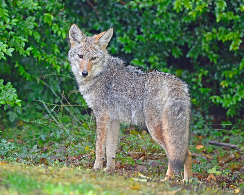 Coyote wildlife guide for Peter Lougheed Provincial Park