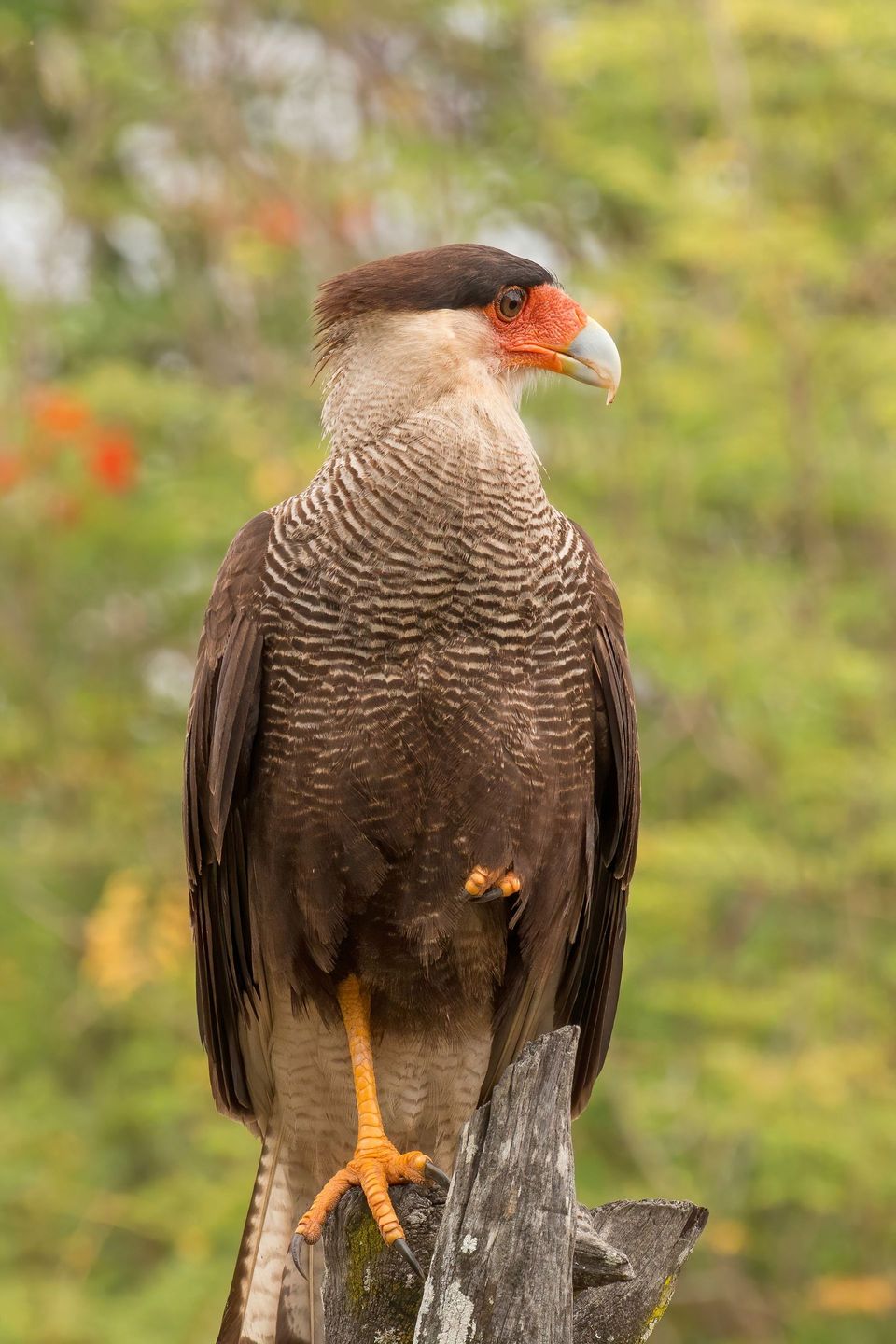 Crested Caracara in Torres del Paine National Park