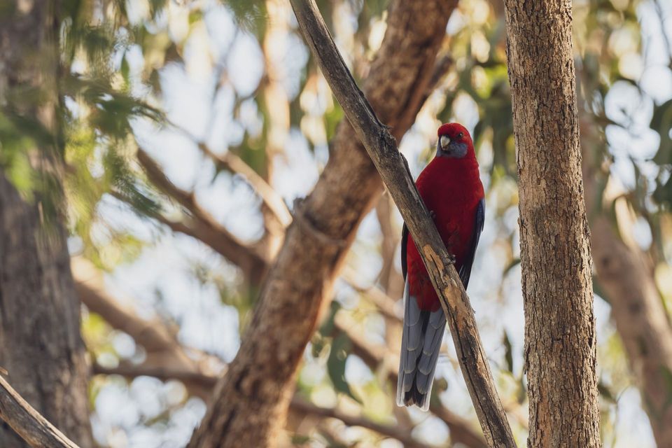 Crimson Rosella wildlife guide for Blue Mountains National Park