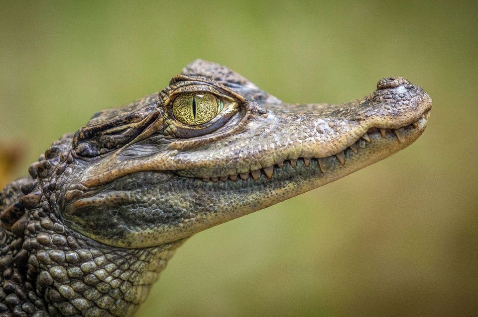 Crocodile wildlife guide for Overseas Highway