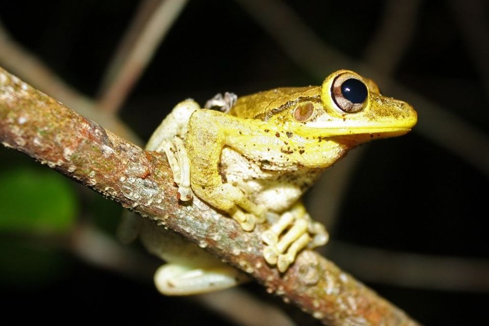Cuban Tree Frog in Virgin Islands National Park