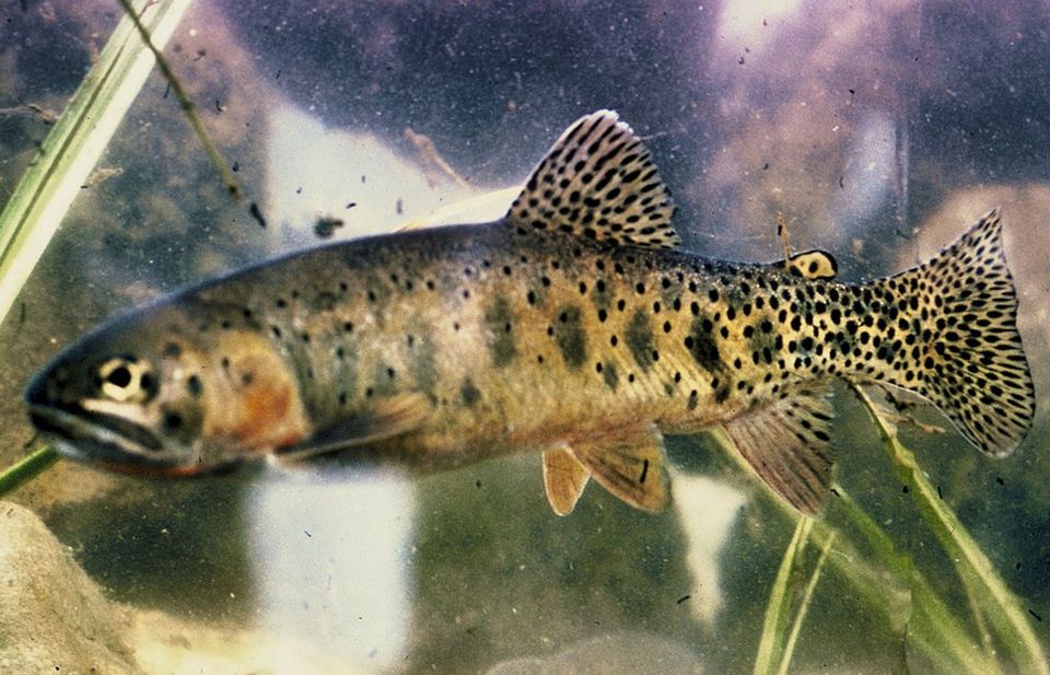 Cutthroat Trout wildlife guide for North Cascades National Park