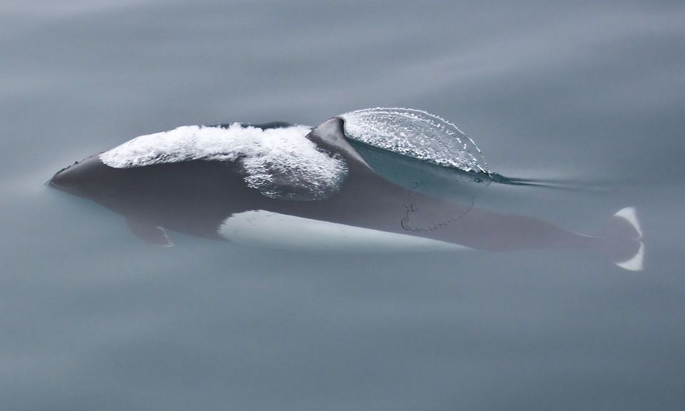 Dall's Porpoise wildlife guide for Kenai Fjords National Park