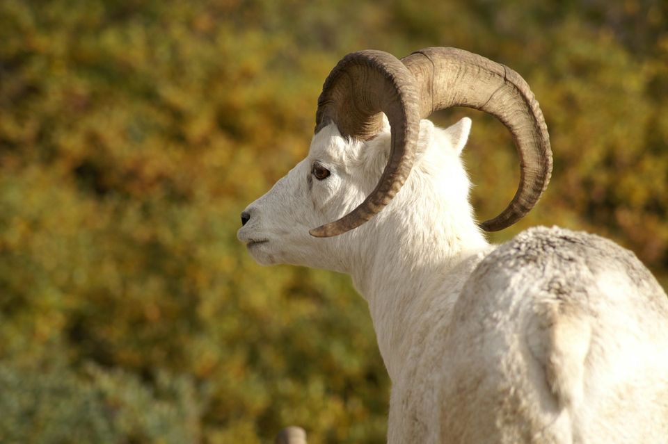 Dall's Sheep wildlife guide for Denali National Park