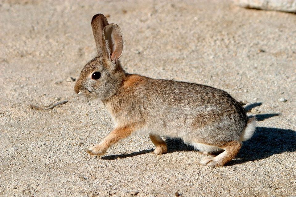 Desert Cottontail wildlife guide for Big Bend National Park
