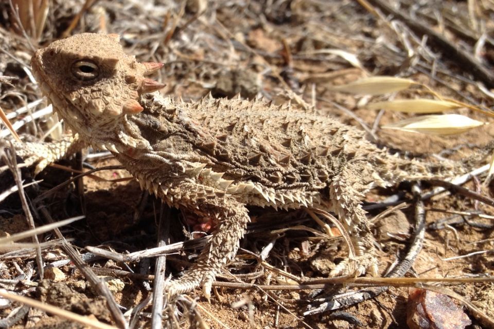 Desert Horned Lizard wildlife guide for Valley of Fire State Park