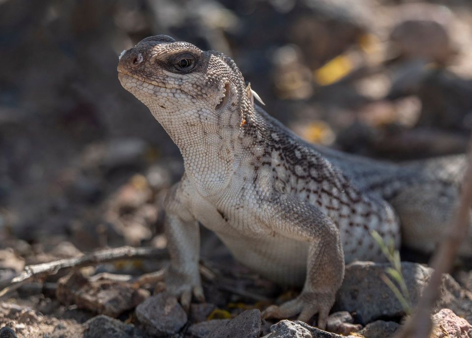 Desert Iguana in Lake Mead National Recreation Area