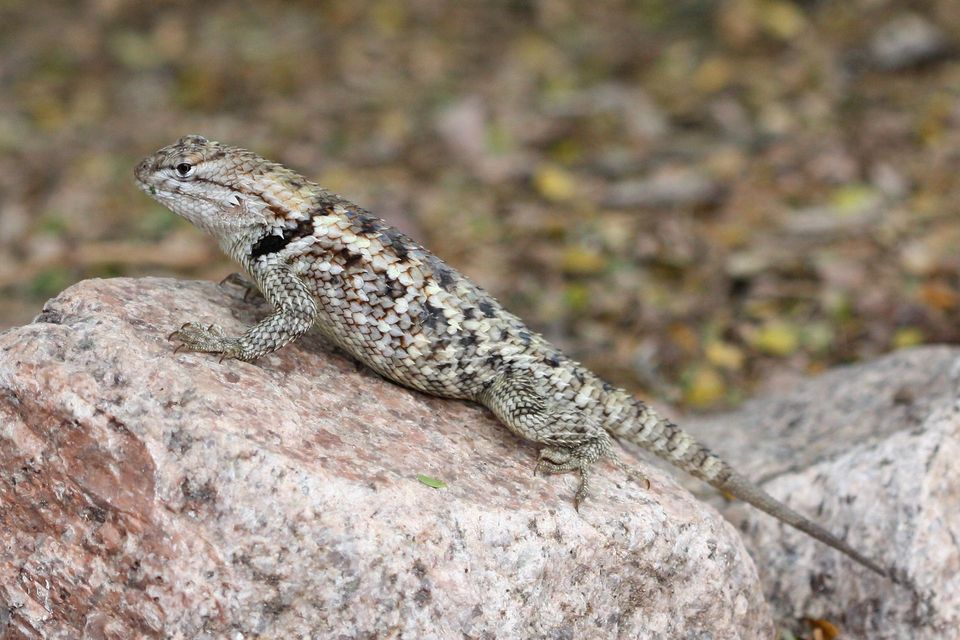 Desert Spiny Lizard in Grand Canyon National Park