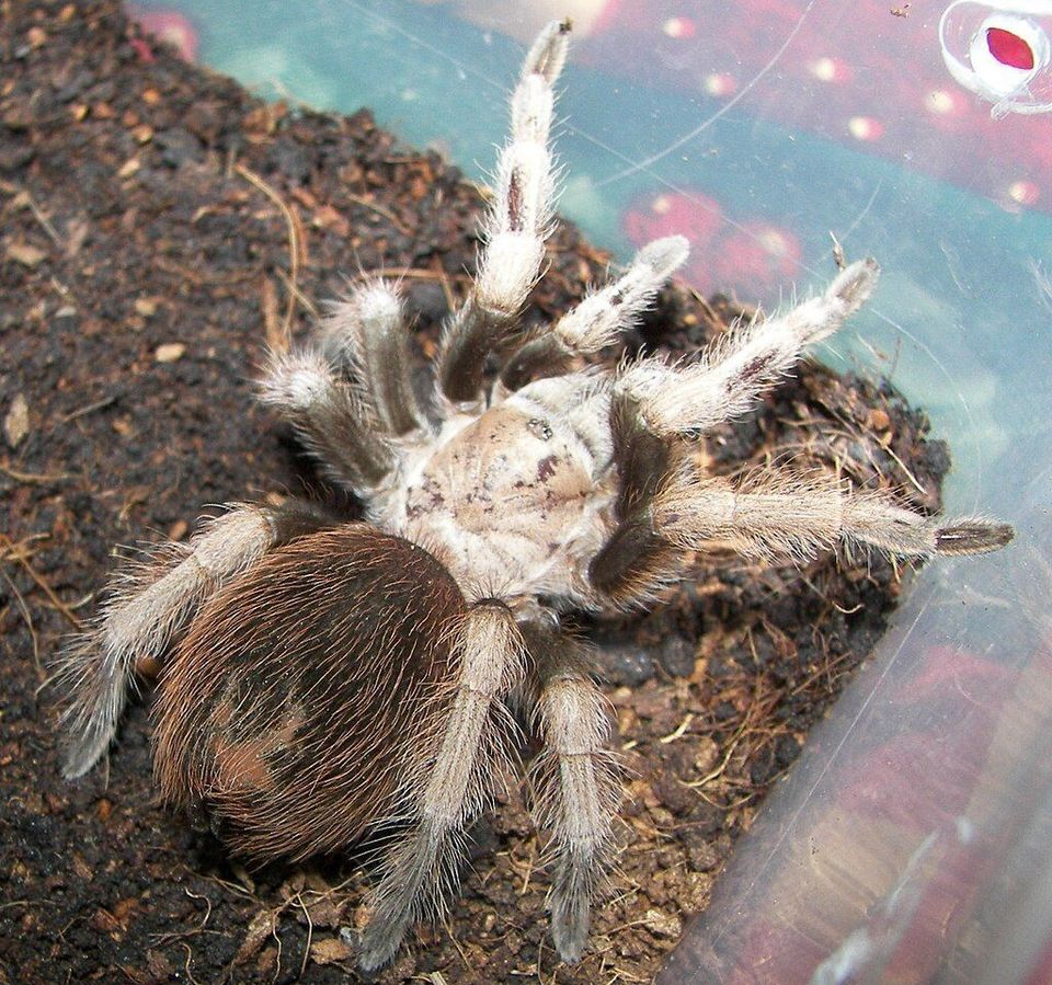 Desert Tarantula wildlife guide for Saguaro National Park