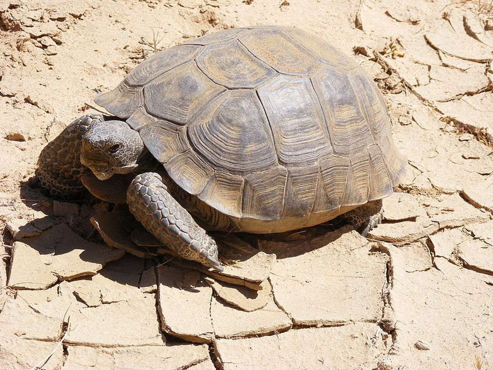 Desert Tortoise in Death Valley National Park