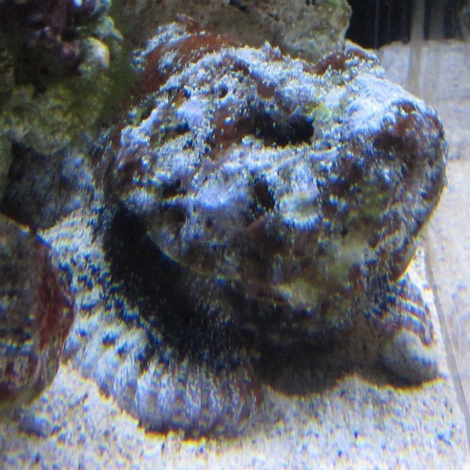 Devil Scorpionfish wildlife guide for West Maui Scenic Drive