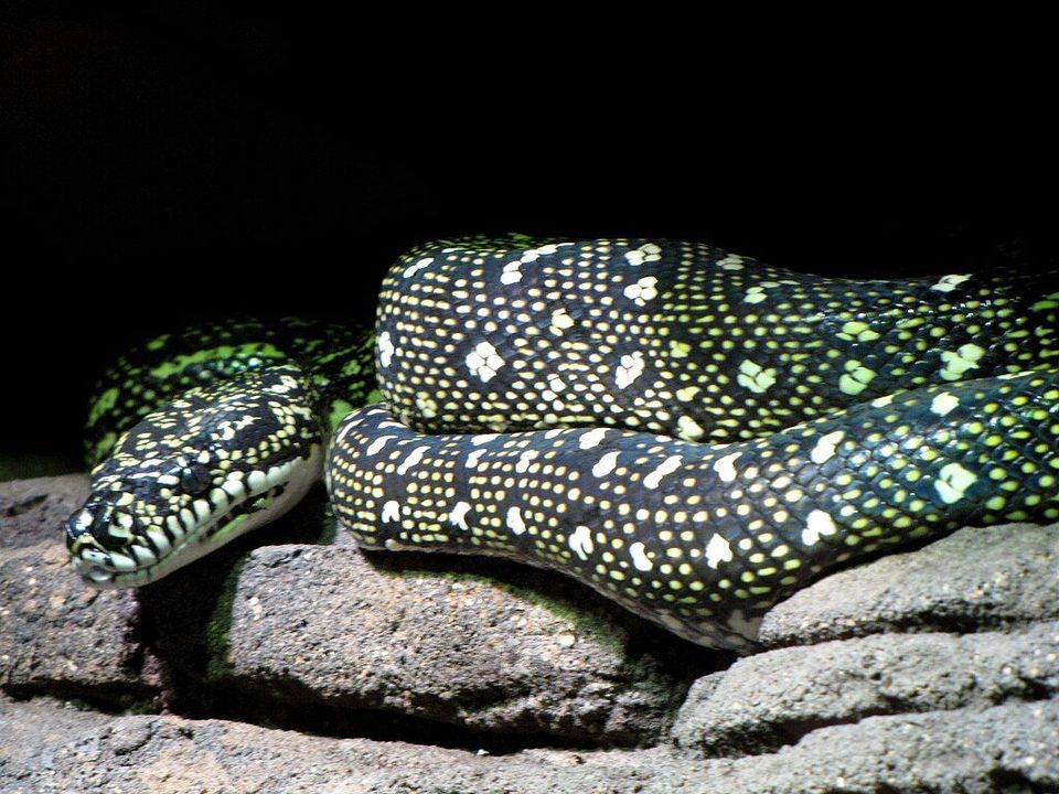 Diamond Python in Booderee National Park